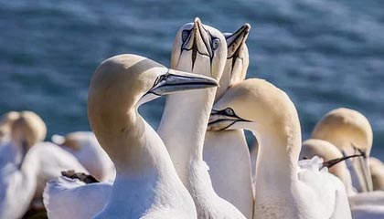 巴西杯前双方球迷发生冲突，据悉有一人头部中弹不幸身亡