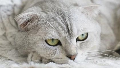 巴西杯前双方球迷发生冲突，据悉有一人头部中弹不幸身亡