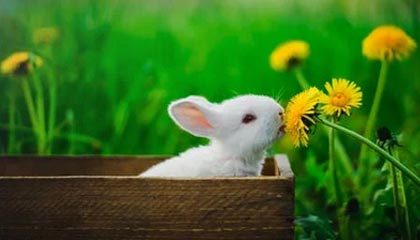 巴西杯前双方球迷发生冲突，据悉有一人头部中弹不幸身亡